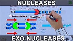 Nucleases | Exonucleases and Endonucleases