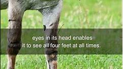 Facts: A donkey can see all of its 4 feet