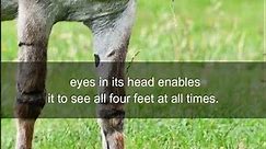 Facts: A donkey can see all of its 4 feet
