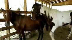 Animal Mate - Horse making love - video Dailymotion