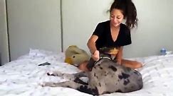 Chica cogida por un perro - video Dailymotion