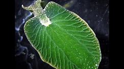 Eastern Emerald Elysia (Elysia chlorotica) - Photosynthetic Animal