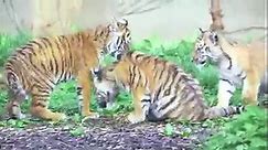 Tiger Cubs Debut