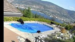 Bears' Pool Party Caught on Security Camera