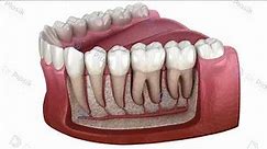 budowa anatomiczna zębów