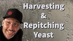 How I Harvest and Re-Pitch Yeast as a Professional Brewer!