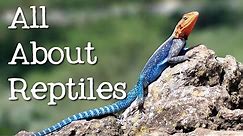 All About Reptiles: What Makes it a Reptile? - FreeSchool