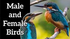 How to Identify Male and Female Birds