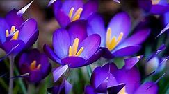 Beautiful Purple Flowers (HD1080p)