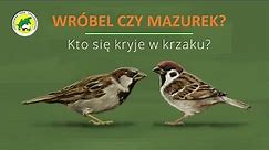 Wróbel czy mazurek? Kto się kryje w krzaku / House sparrow or Tree sparrow?