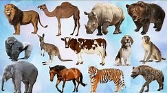 Mammals | Mammal Names | Mammals for Kids | Vertebrate animals - ENGLIZO