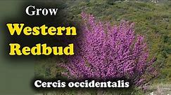 How to Grow Western Redbud Cercis Occidentalis Plants in your Garden