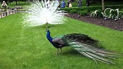 White Peacock vs normal peacock