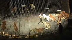 Tiger Act at Ringling Bros Circus