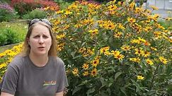 Meet Heliopsis 'Burning Hearts' - a native smooth oxeye with flower power!
