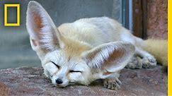 Fennec Foxes: Why Are Their Ears So Big? | National Geographic