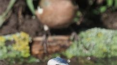 Pitigoi albastru - Cyanistes caeruleus, o frumusete mica © Animale Salbatice | Animale Salbatice