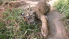 Tiger Cub Debuts at Tiger Trail