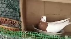 Sky roller & fancy pigeons #pigeon #kabootar #birds #shorts #viral