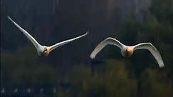Elegant Whooper Swans (大天鹅,Cygnus cygnus) hope you all have a wonderful day