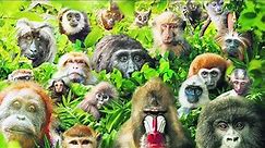 These Are All Primates That Currently Exist