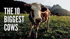 The 10 Biggest Cows in the World