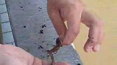 How to hook a worm on a fishing hook
