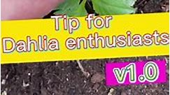 Tip for dahlia #seedconnect #gardening #gardeningtips | Seed Connect