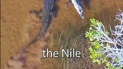 Nile Crocodile vs Saltwater Crocodile