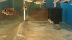 King Aquarium - Cyprichromis leptosoma sp.jumbo juveniles...