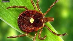 Study: Many doctors don't know much about tick-borne alpha-gal syndrome