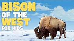 Bison of the West for Kids | Learn all about these special mammals