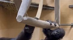 Playful Baby Gorilla Tries Out Swing at Zoo Atlanta