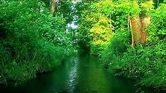 Zielona Rzeka w Słonecznym Lesie, śpiew ptaków i szum wody, spokojne dźwięki natury do snu i relaksu