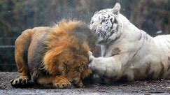 Real Fights Between Lion and Tiger. Clash of the Titans !!!