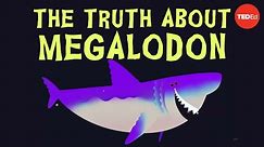 Why did Megalodon go extinct? - Jack Cooper and Catalina Pimiento