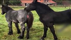 Mustang Horse Breeding Equine Helper 2022 | Wild Horse Live Breeding