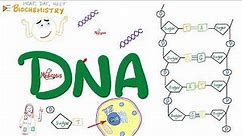 DNA 🧬 Structure & Function - Nucleosides & Nucleotides - Biochemistry & Biology Series