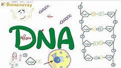DNA 🧬 Structure & Function - Nucleosides & Nucleotides - Biochemistry & Biology Series