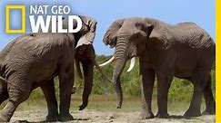 Waring Elephants | Deadly Instincts