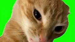 Eyebrow Cat Vine Boom - Green Screen