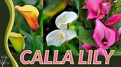 The Beginner's Guide to Calla Lily! (Zantedeschia aethiopica) "Arum Lily" 💐💐💐