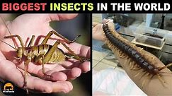 10 Biggest Insects In The World