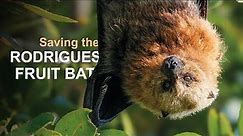 Saving the Rodrigues fruit bat | Chester Zoo | Bat conservation