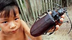 Top 5 Most biggest Bugs in the World | BIGGEST BUT NOT HARMFUL BUGS | LARGEST BUGS