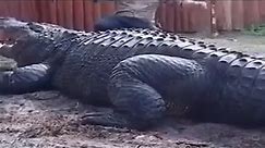 Biggest Alligator in the World | INCREDIBLE