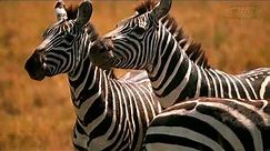 Zebra Migration | Great Plains