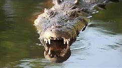 Unbelievable size: Meet the largest crocodiles on Earth | Largest Crocodiles in the World