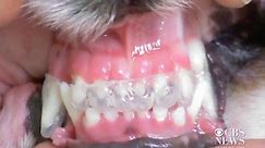 Keeping teeth strong and clean can help a dog or cat lead a longer, healthier life