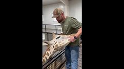 Animal chiropractor faces his biggest challenge - cracking a giraffe's neck